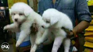 Surat:- All Breeds dog puppies and PERSIAN