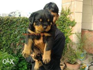 Sweet kennel;-rootwiler pupy sale best breed full active pup