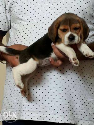 This breed is truely your best friend Beagle pupp