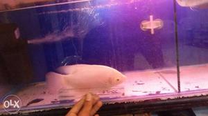 This is very active and agressiv gaint gourami