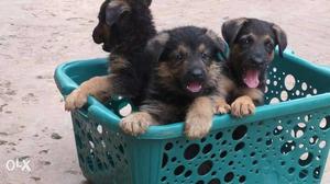 Three Black-and-tan German Shepherd Puppies