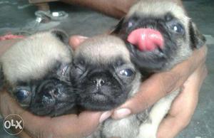 Three Fawn Pugs Puppies