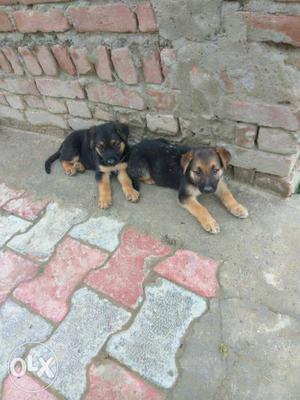 Three Gsd puppy for sell in Etah