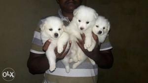 Three Short-coated White Puppies