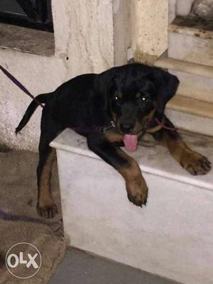 Top Champion Rott Male puppy for sell