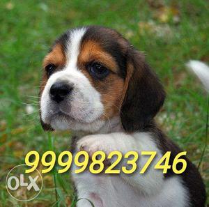 Top Quality Beagle MALE Puppies For Sale in