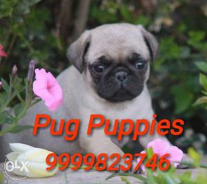 Top Quality Pug Puppies I Have In Delhi