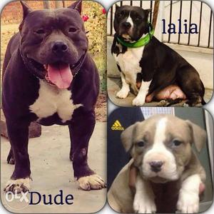 Top quality American bully male dog 1.5 year old