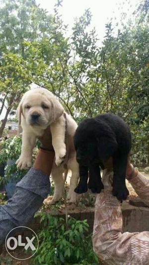 Top quality Labrador puppy for sell in golden