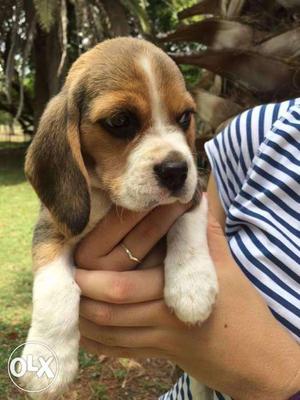 Top quality beagle puppies available
