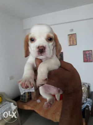 Top quality healthy beagle female pup  only