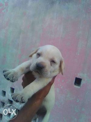 Top quality labra male available