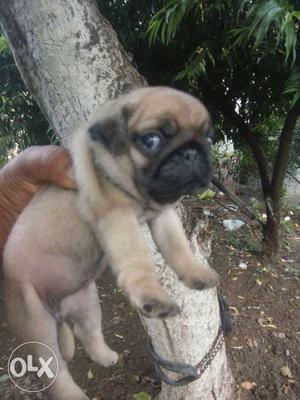 Top quality pug female pup available now