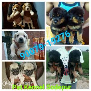Top quality puppies available with certificate