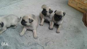 Top quality under nose pug male  female 