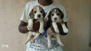Toy bread Beagle puppies