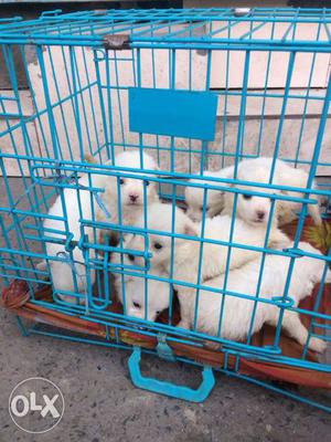 Toy breed Pomeranian puppies available for sale
