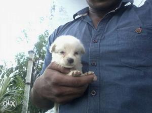 Toy breed pomarian male pups