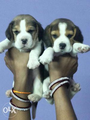 Tri color very heavy beagle puppies medically fit