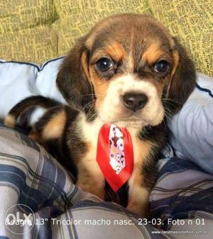 Tricolor Beagle Puppies available pure breed
