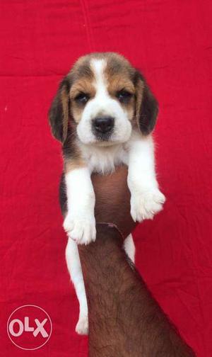 Tricolor Beagle Puppy for Loving homes