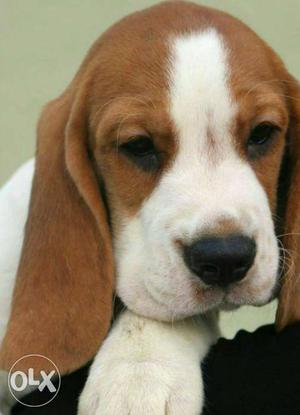 Tricolor Beagle Puppy, pure breed with guarantee call me