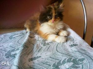 Tricolor Persian Kitten