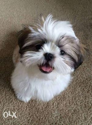 Tricolor. Shih Tzu Puppies. Available pure breed