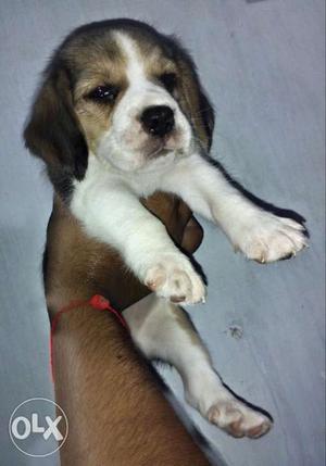Triple color beagle single puppy