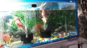 Two Beige-and-pink Pet Fish In Blue Wood Frame Fish Tank