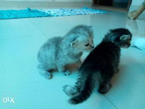 Two Black And Silver Kittens