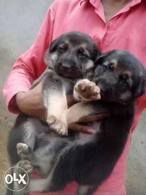 Two Black-and-brown Short-coat Puppies
