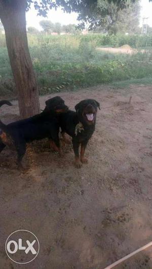 Two Black-and-tan Rottweiler Dogs