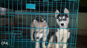 Two Black-and-white Siberian Husky Puppies In Cage