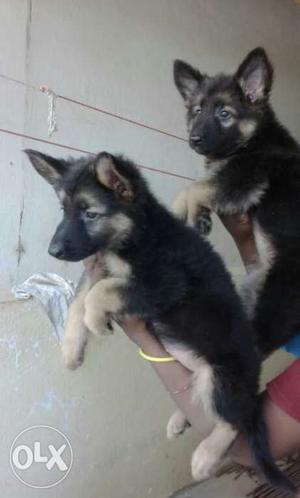 Two Caucasian Shepherd Puppies