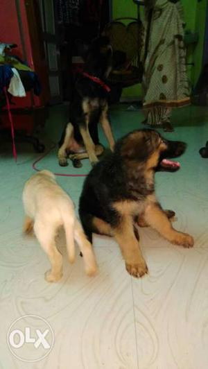 Two German Shepherd And Yellow Labrador Retriever Puppy