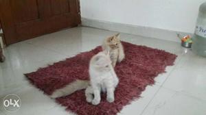 Two Orange And White Kittens