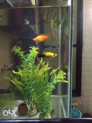 Two Orange And Yellow platy sword tail breadble female