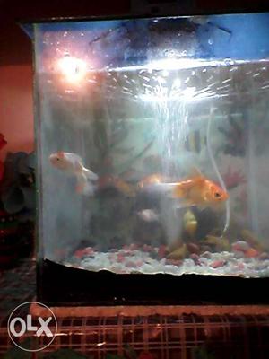 Two Orange Goldfishes In Fish Tank