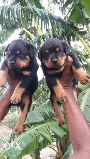 Two Tan Rottweiler Puppies