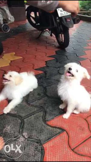 Two White Long Coated Dogs