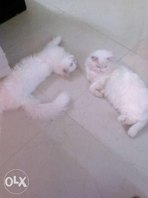 Two White Medium Fur Cats