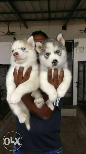 Two White Siberian Husky Puppies