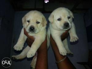 Two Yellow Labrador Retriever Puppies