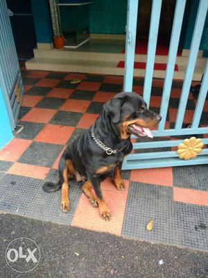 Two and half year Femail Rottweiler 