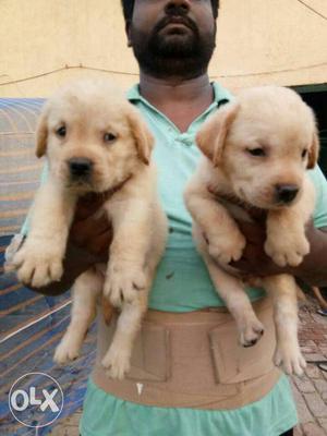 Ultimate quality punch face short tail Fawn Labrador puppies