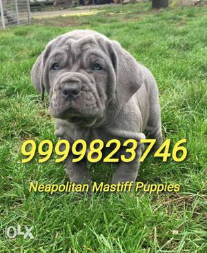 Very Good Quality Neapolitan Mastiff Baby Puppy