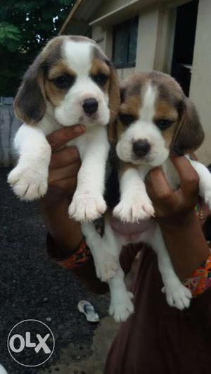 Very cute beagle female puppy available with or