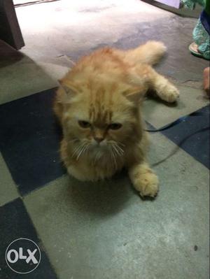 Very much active brown persian cat