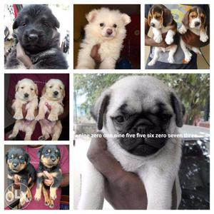 Vidith line up Super Quality puppy's - With free gift with